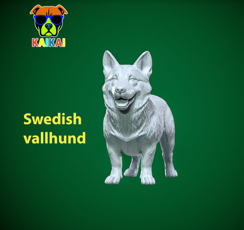Tailless Swedish Vallhund Dog model - 3D print Modello di stampa 3D .c4d .max .obj .3ds .fbx .stl .blend