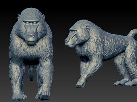 Papio model - Olive Baboon model- statue - 3D print Model Cetak 3D