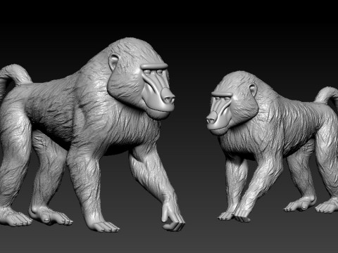 Papio model - Olive Baboon model- statue - 3D print Model Cetak 3D