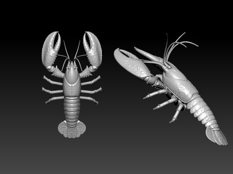 Lobster - SEA LIFE MODEL - 3D print Modelo de Impressão 3D