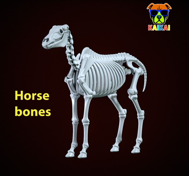Decorative Horse Bones - Animal Bone Model - 3D print Modello di stampa 3D .c4d .max .obj .3ds .fbx .stl .blend