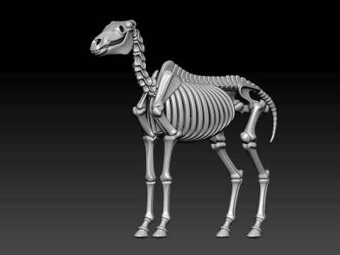 Decorative Horse Bones - Animal Bone Model - 3D print Modello di stampa 3D