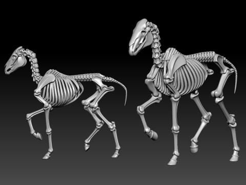Horse Bones - Animal Bone Model - 3D print Modello di stampa 3D