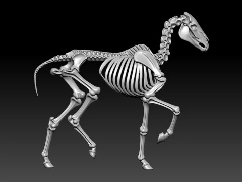 Horse Bones - Animal Bone Model - 3D print 3D Print Model