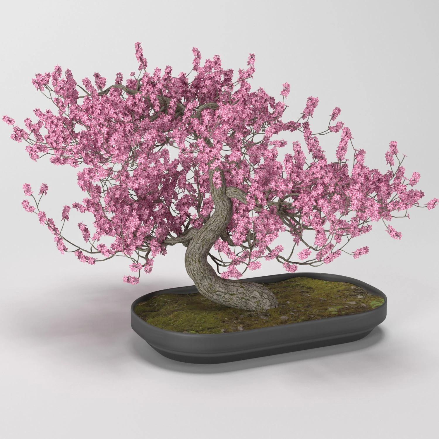bonsai tree 3D Model .c4d .max .obj .3ds .fbx .stl .blend 