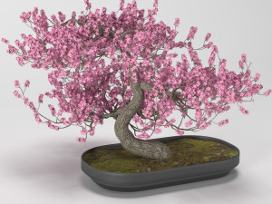 bonsai tree 3D 模型