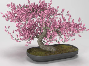 盆栽の木 3Dモデル