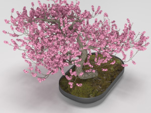bonsai tree 3D Модель