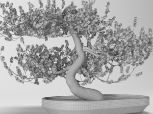 bonsai tree 3D Модель