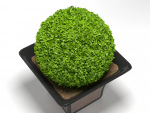 cespuglio in un vaso Modello 3D