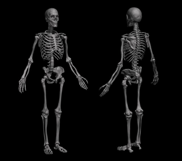 anatomical human skeleton 3D Модель .c4d .max .obj .3ds .fbx .stl .blend