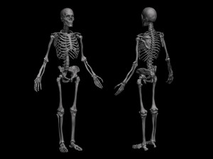 anatomical human skeleton 3D Model
