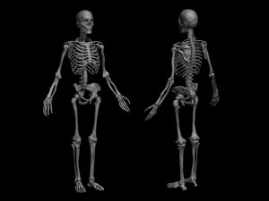 解剖学的人間の骨格 3Dモデル