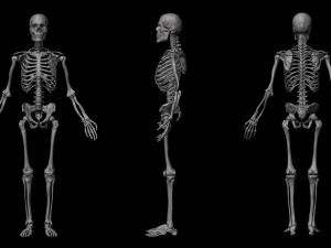 anatomical human skeleton 3D Модель