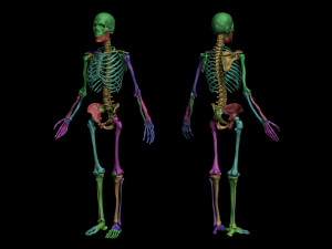 anatomical human skeleton 3D Модель