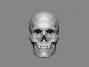 anatomy male skull 1-2 size 3d printable stl Modelo de impresión 3D