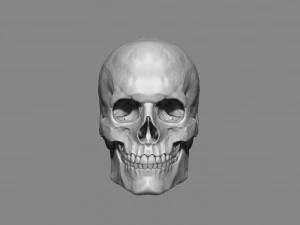 해부학 남성 두개골 1-2 크기 3d 인쇄 가능 3D 프린트 모델