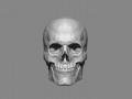 Anatomy Male Skull 1-2 size 3D Printable STL 3D Model