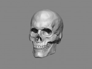 anatomy male skull 1-2 size 3d printable stl 3D प्रिंट मॉडल