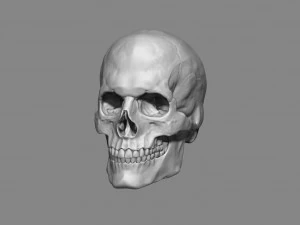 anatomy male skull 1-2 size 3d printable stl 3D Print Model