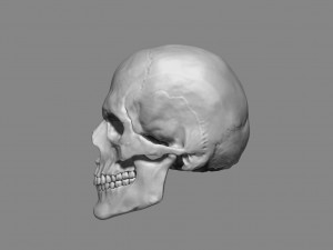 anatomy male skull 1-2 size 3d printable stl 3D प्रिंट मॉडल