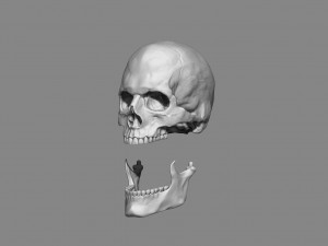 anatomy male skull 1-2 size 3d printable stl 3D प्रिंट मॉडल