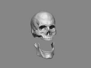 anatomy male skull 1-2 size 3d printable stl 3D प्रिंट मॉडल