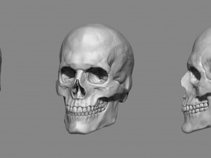 anatomy male skull 1-2 size 3d printable stl 3D प्रिंट मॉडल