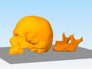 anatomy male skull 1-2 size 3d printable stl 3D प्रिंट मॉडल