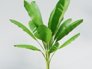 banana tree Modelo 3D