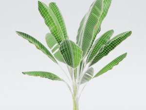 banana tree 3D Model
