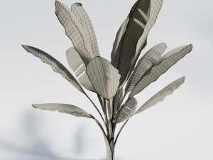 banana tree 3D Model