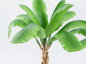 palm trees Model 3D