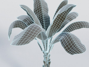 palm trees Model 3D