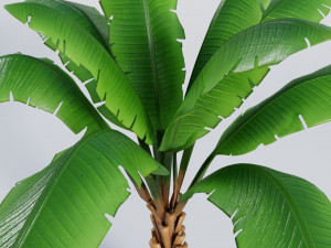 palm trees Model 3D