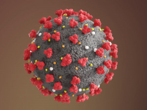 coronavirus 3D Model