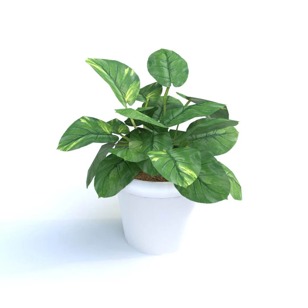 golden pothos plant 3D Model .c4d .max .obj .3ds .fbx .stl .blend