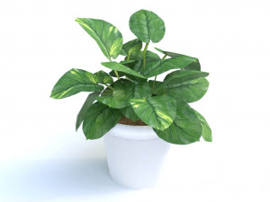 golden pothos plant 3D Model