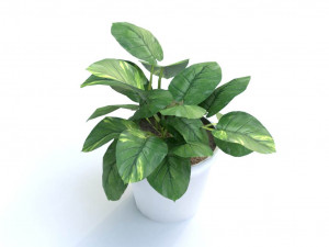 golden pothos plant 3D 모델