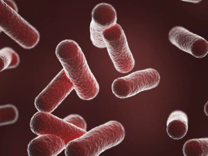 Bazillus-Bakterien 3D Modell