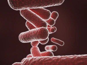 bacterias bacilo Modelo 3D