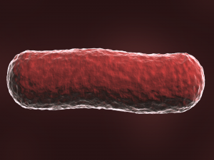 bacillus bacteria 3D Model