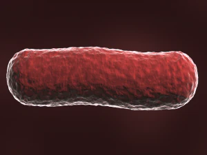 bacterias bacilo Modelo 3D