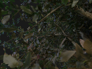 tree pack 3D Model