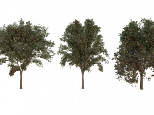 tree pack 3D Model