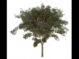tree pack 3D Model