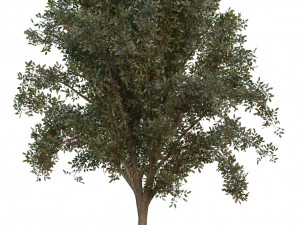 tree pack 3D Model