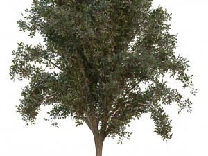 boom pakket 3D Model