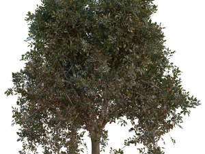 tree pack 3D Model