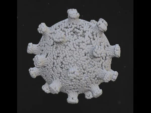 bacteria 3D Model